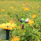 Solar Dancing Hummingbird With Sunflower